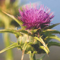 The Truth About Milk Thistle: An Expert's Perspective on Liver Health