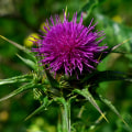 The Benefits of Milk Thistle for Liver Health