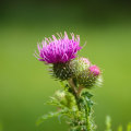 The Power of Milk Thistle: Exploring its Potential Health Benefits