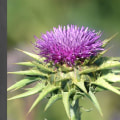 The Potential of Milk Thistle: Exploring Its Benefits for Liver Health and Beyond