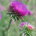 The Benefits and Risks of Taking Milk Thistle Everyday