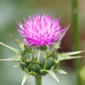 The Power of Milk Thistle: A Comprehensive Guide to its Benefits and Uses