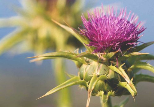 The Power of Milk Thistle for Kidney Health