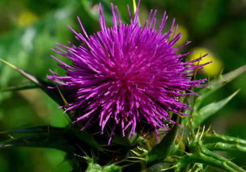 The Benefits of Milk Thistle for Liver Health