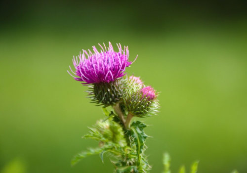 The Power of Milk Thistle: Exploring its Potential Health Benefits