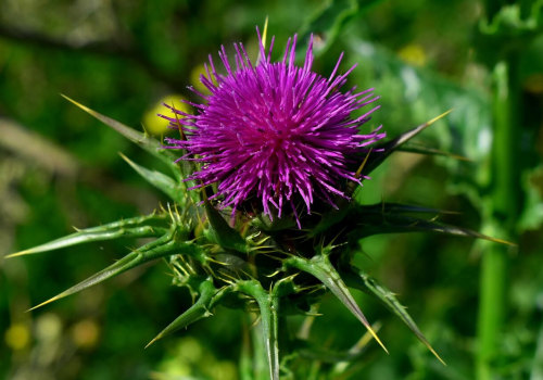 The Power of Milk Thistle for Liver Health and Detoxification