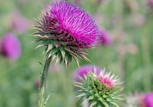 The Benefits and Risks of Taking Milk Thistle Everyday