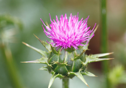 The Power of Milk Thistle: A Comprehensive Guide to its Benefits and Uses